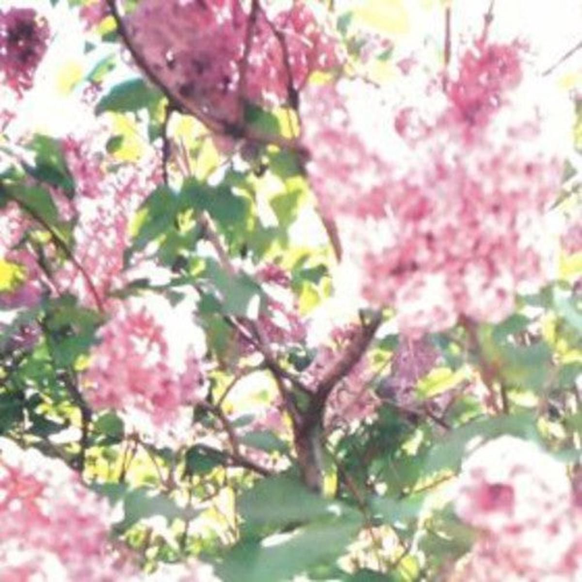 Actual Water: Paisley Orchard - VINYL LP